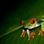 Red Eyed Treefrog