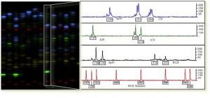 Genotyping