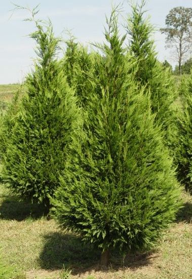 Leyland Cypress tree in Christmas tree field