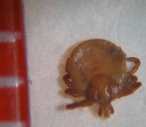 This lone star tick nymph is 1/16 of an inch, but it can still be a big problem for people. Protect yourself from ticks when outdoors by tucking your pants into your socks and using insect repellent on the lower part of your leg.