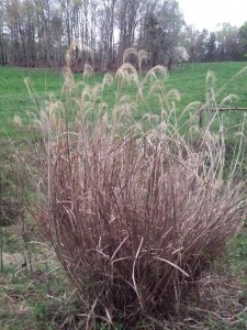 _Miscanthus_sinensis_ has a distinctive look. Recognizing it is the first step in controlling this potentially invasive plant.