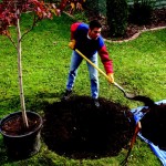 Planting-Trees-41