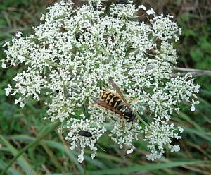 Yellow jacket (not a bee!)