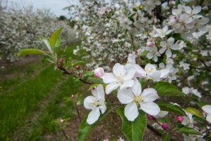 apple blooms-60