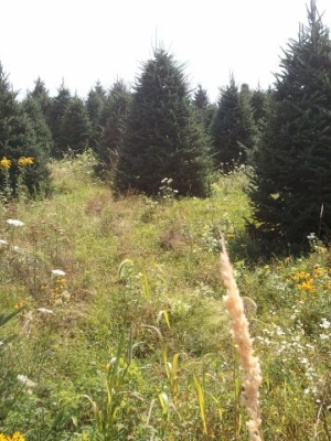 Ashe County study site