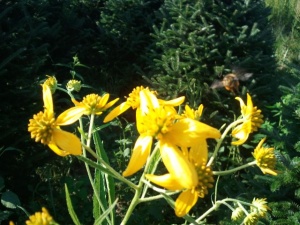 bees