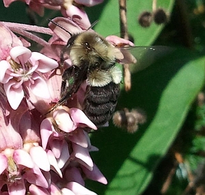 Common eastern bumble bee