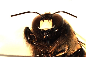 Male carpenter bee