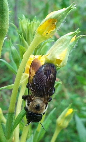 Carpenter bee