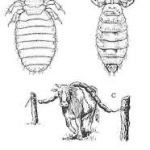 cattle lice