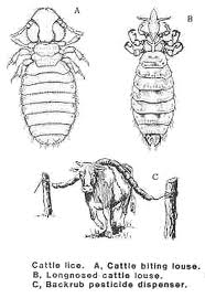 Cover photo for Control of Lice in Cattle