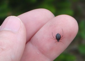 Close-up of a Cinara aphid