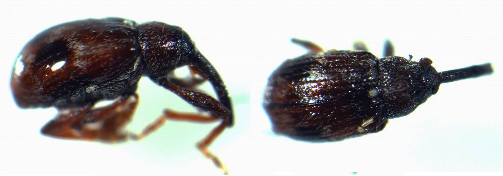 Female strawberry clipper weevil. Photo: Doug McPhie.