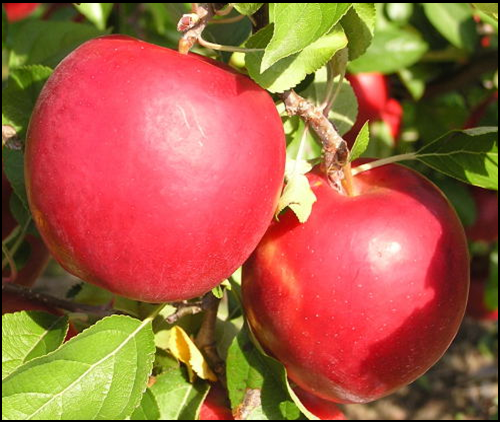 apples on the tree