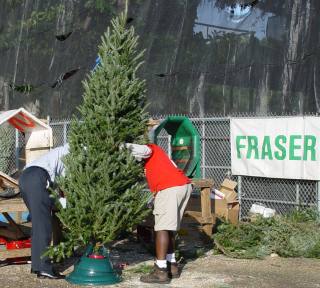 Putting the tree in a stand for the customer