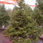 Dry tree
