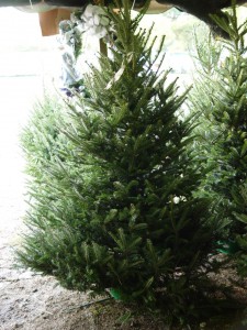 Fresh Christmas tree on a sales lot