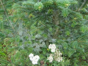 Elongate hemlock scale damage