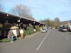 Christmas trees for sale at a farmer's market