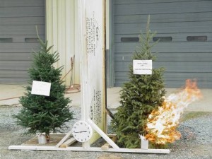 Comparison of the flammability of moist and dry Christmas trees