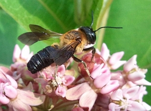 Giant resin bee (not native)