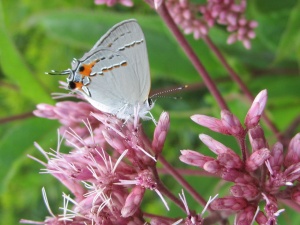 gray-hairstreak