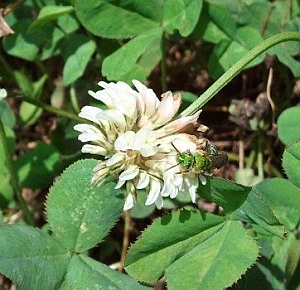 Green sweat bee