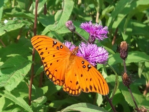 gulf-coast-fritillary