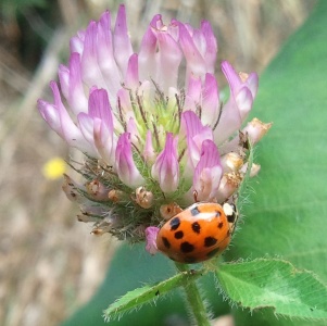  harmonia lady beetle