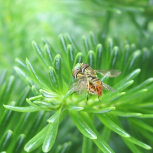 hover flies