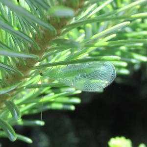 Lacewing adult