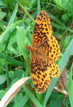 Meadow fritillaries