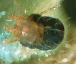 Spruce Spider Mite