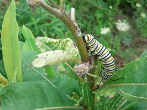 Monarch caterpillar