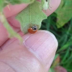 polished lady beetle