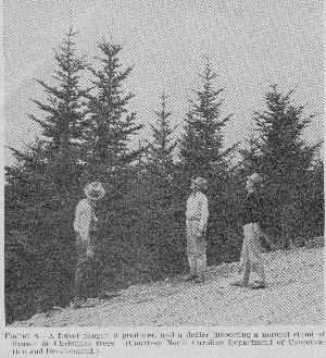 A forest ranger, a producer, and a dealer inspecting a natural stand of Fraser fir Christmas trees. 