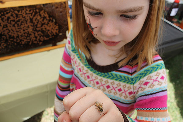 Folks of all ages get a kick out of seeing the new baby bees emerging from their cells (they cannot sting)!