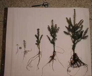 Fraser fir seedlings