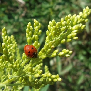  seven-spotted lady beetle