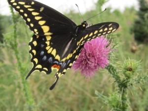 Swallowtail