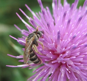 Sweat bee (Halictus?)