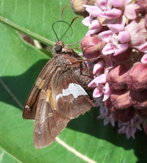 silver-spotted skipper 