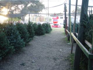 Trees stored in the shade