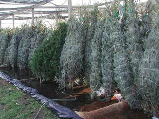 Trees stored in water reservoir