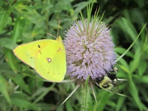 clouded sulphur