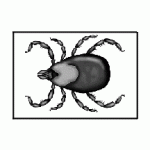 tick drawing