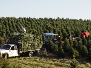 Freshly harvested Christmas trees being loaded into a truck