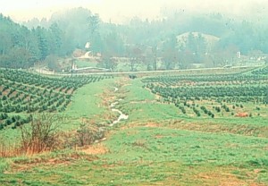 Trees on either side for a stream