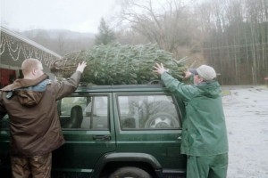 Workers tying a Christmas tree to a car roof