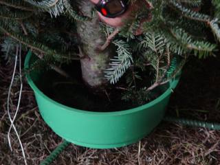 Christmas tree in stand with water bowl